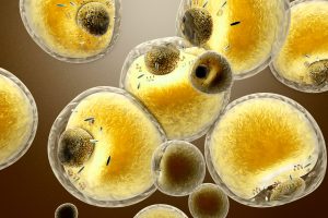 Fat cells in the human body. 3d rendered Illustration.